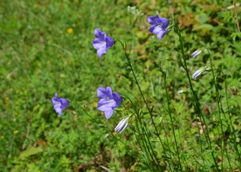 Pfirsichblatt Glockenblume (Campanula persicifolia) - © Bernard Wieser